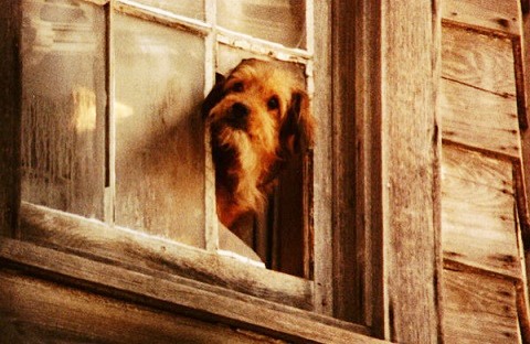 A Real Dog A Real Dog