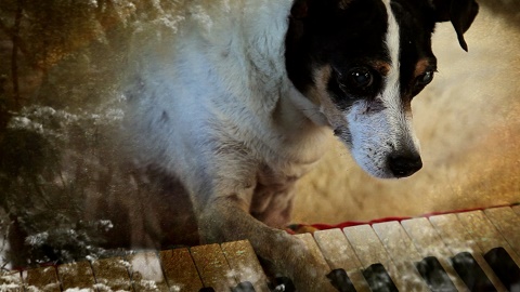 Poetic Pooch Poetic Pooch
