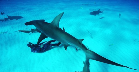 Men Eating Sharks Men Eating Sharks