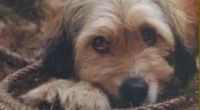 The Dogfather The Dogfather