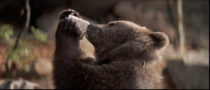 Cuddly In Tooth And Claw Cuddly In Tooth And Claw