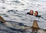 Swimming With Sharks