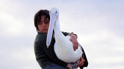 What A Wonderful Bird Is The Pelican