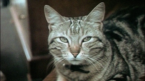 Not The French Letter You'd Expect From Walerian