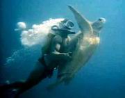 Slaughter In The Water