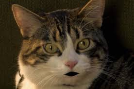 Voiced by Eric Roberts?!!