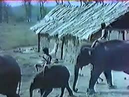 An Elephant Never Forgets